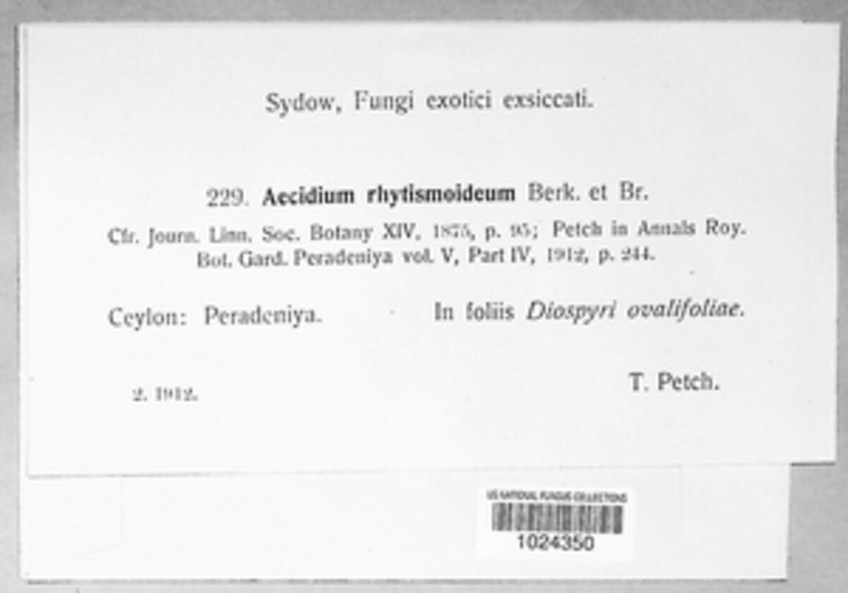 Aecidium rhytismoideum image